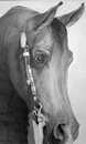 Western Intensity